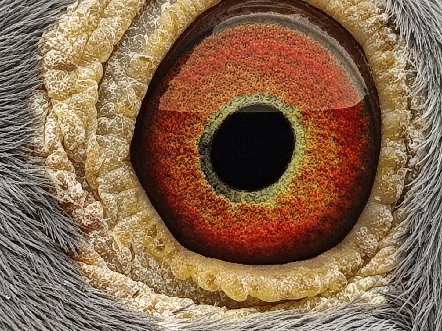 Pigeon eye